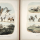 Illustration for article titled What People in 1836 Thought the Moon Was Like